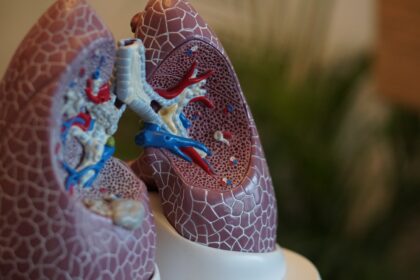 selective focus photography of anatomy lungs